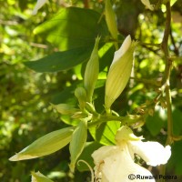 Bauhinia acuminata L.